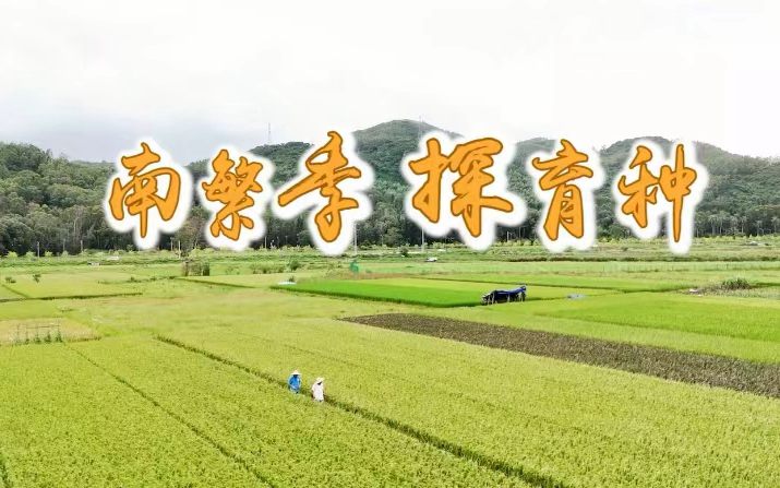 海之南丨南繁季，探育種
